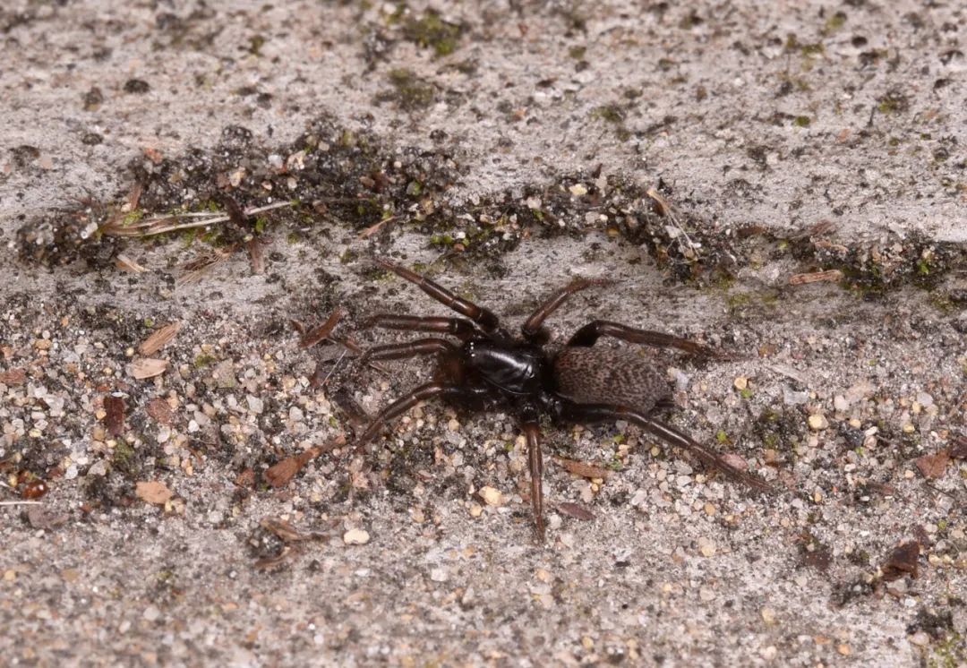 蜘蛛类肥螋anisolabididae扁头猛蚁 pachycondyla sp.