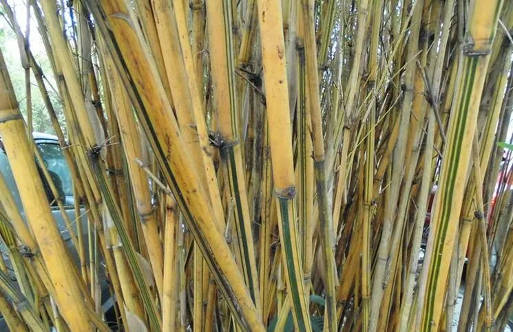 竹种类花孝顺竹