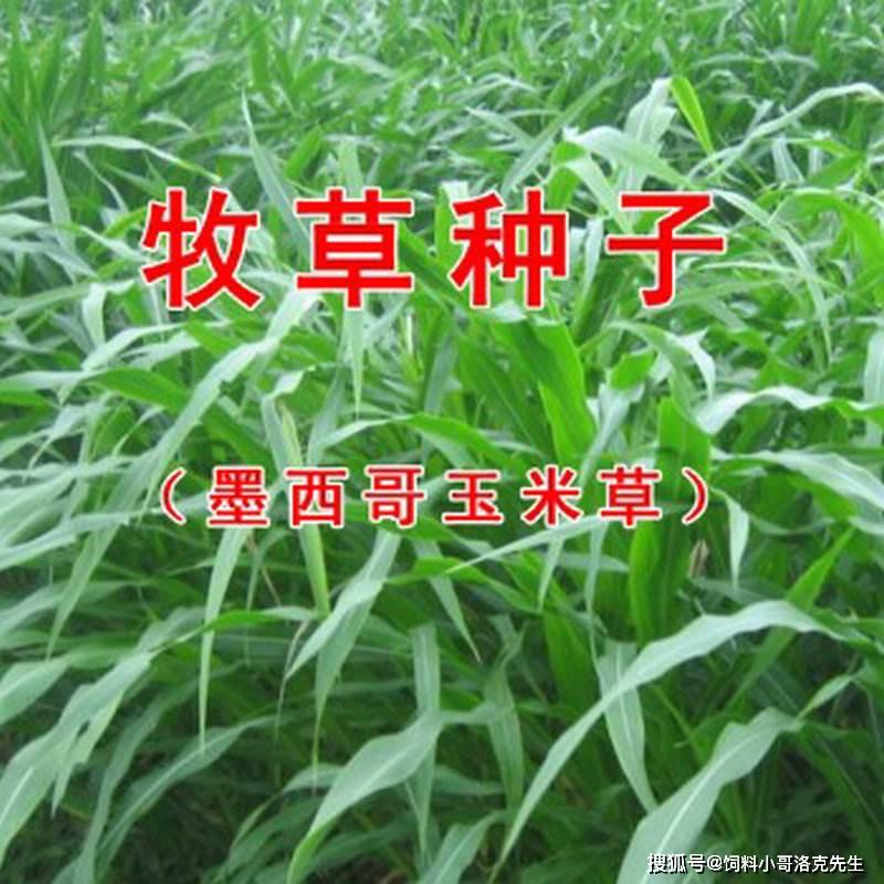 养鹅适合种植的这五种牧草建议养殖户收藏