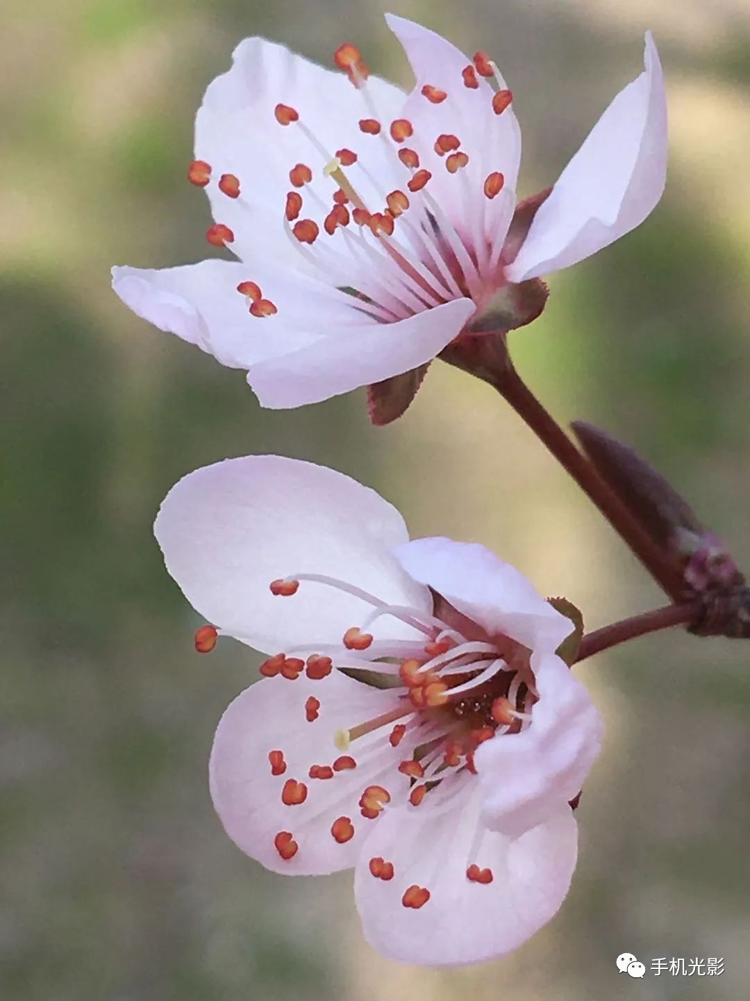 蒋若莲摄王四摄娟娟摄李小瑛摄