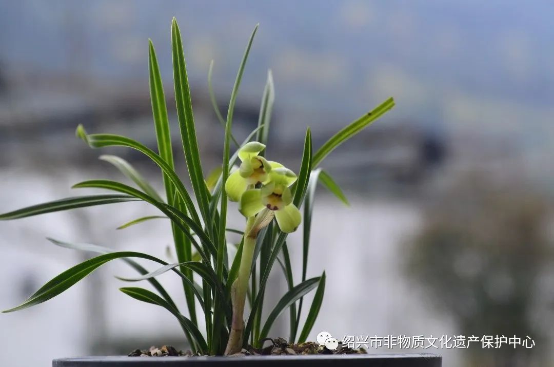 发现非遗之美|绍兴艺兰 · 春兰的鉴赏_兰花