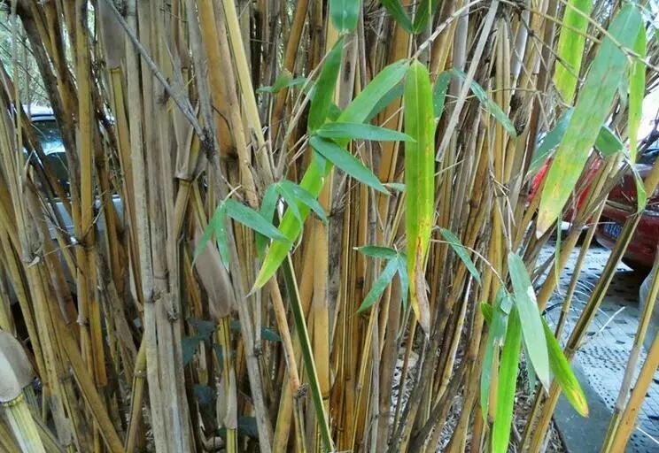 竹种类花孝顺竹