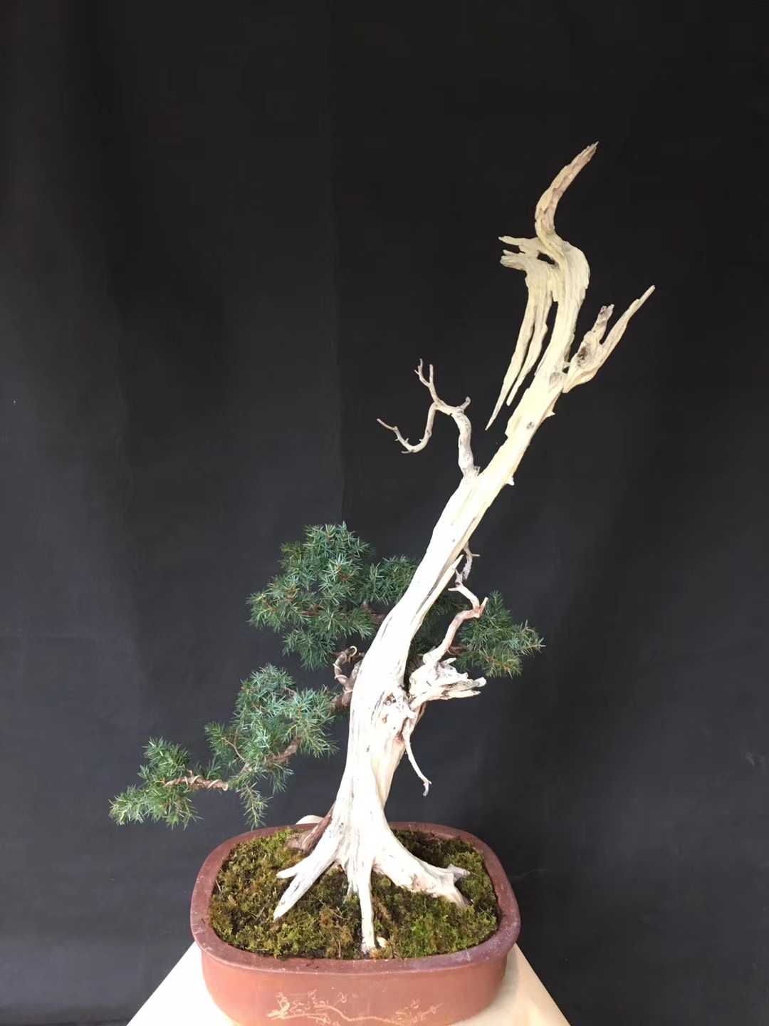 老桩:舍利杆,龙盘盆景.有哪位仁兄懂?