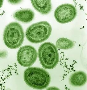 原绿球藻(prochlorococcus).