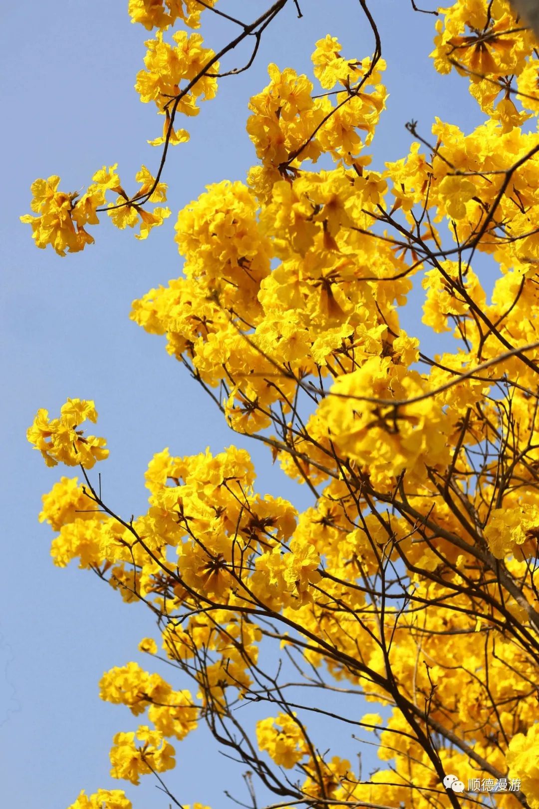 顺德顺峰山麓黄金风铃木