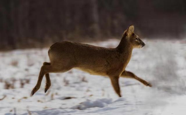 非常珍贵67珲春首次拍摄到国家一级保护动物麝獐实体影像