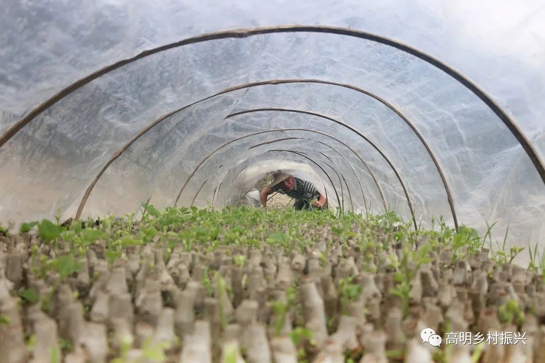 葛仙米种植图片