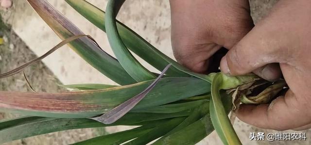 大蒜叶片发紫干尖都是这个原因引起,做好这两点,彻底解决问题