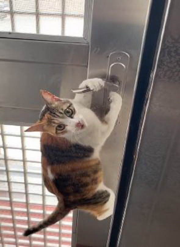 三花猫聪明到成精学会了自己开门跳起来用爪子拉门把