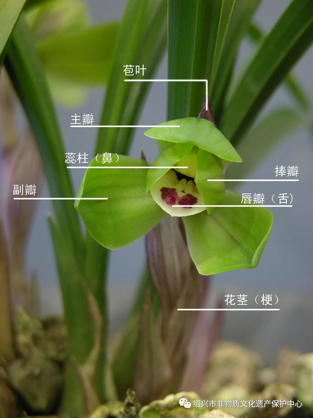 各种兰花花瓣图解图片
