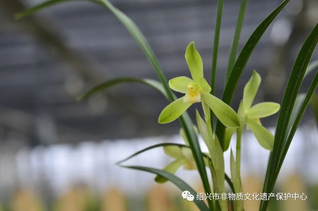 发现非遗之美|绍兴艺兰 · 春兰的鉴赏_兰花
