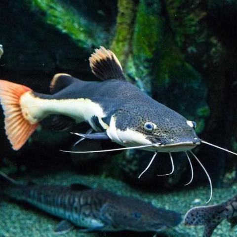 知道鱼缸如何放置的你知道风水鱼的选择吗速进为你带好运