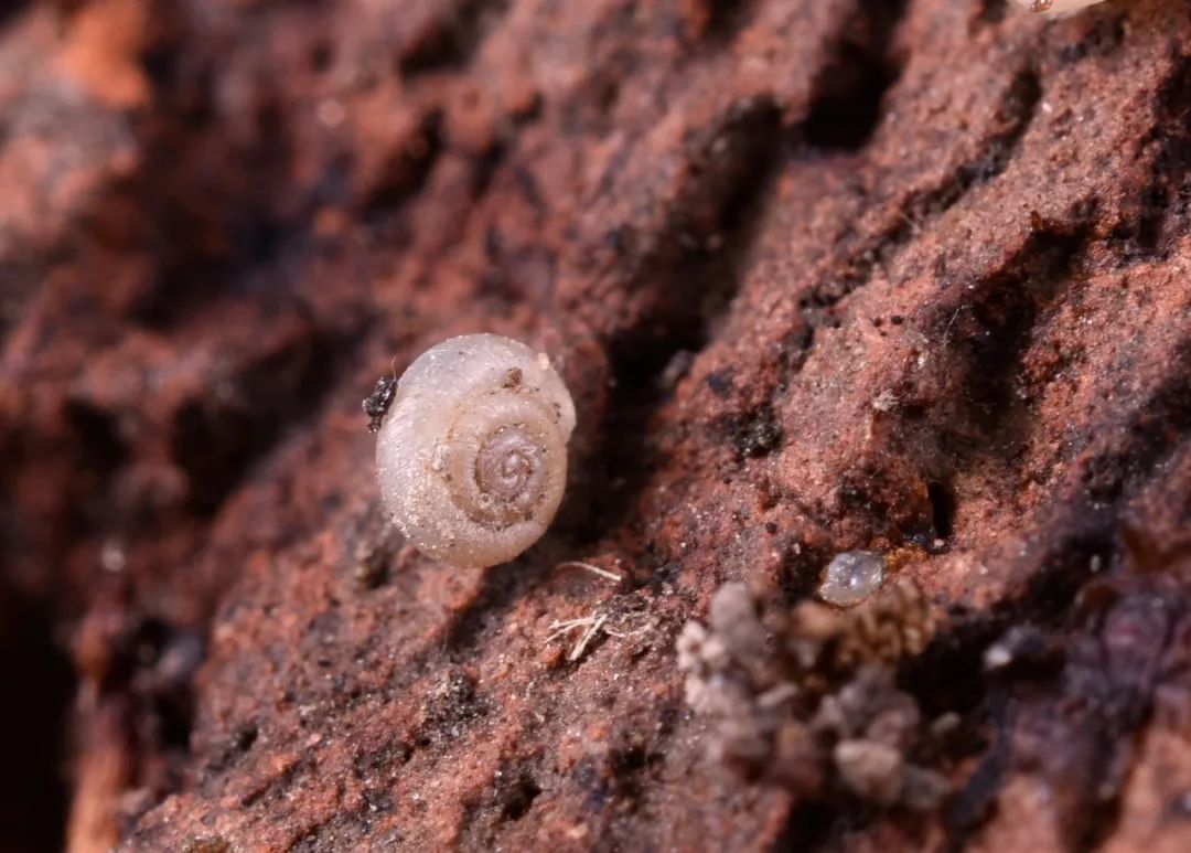 上海最小的蜗牛——细肋瓦娄蜗牛 vallonia pulchellula狮纳蛞蝓