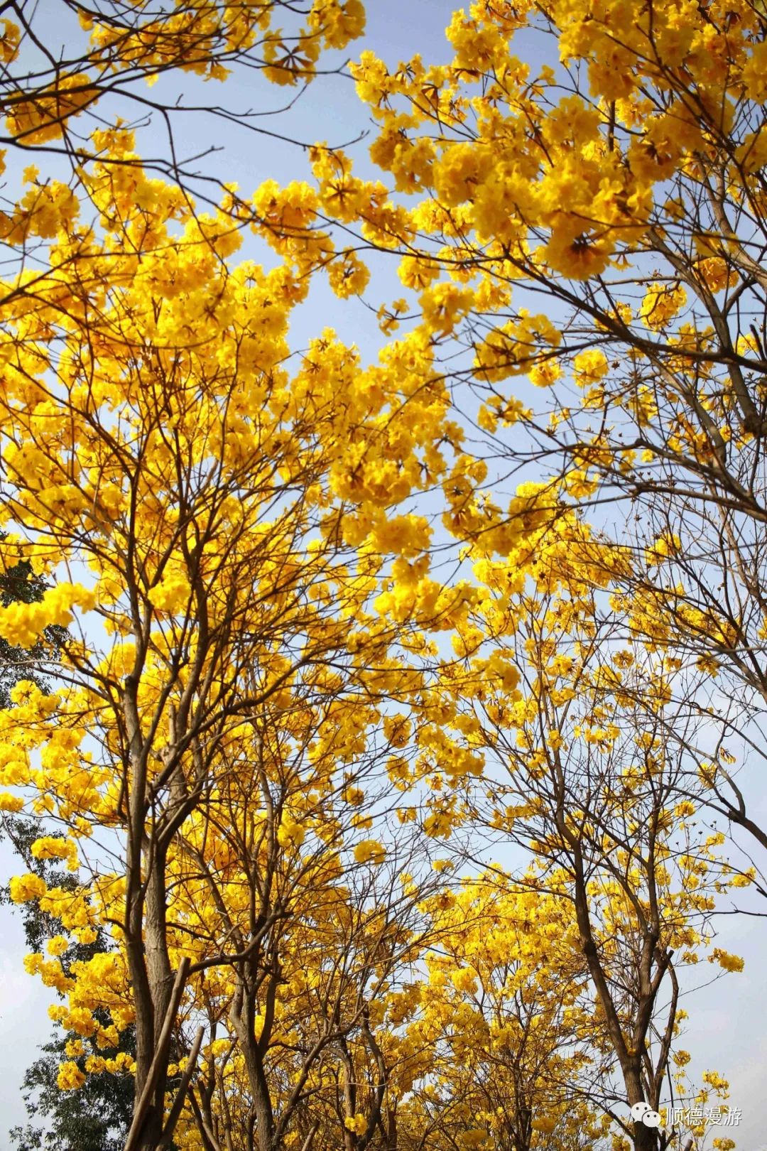 顺德顺峰山麓黄金风铃木