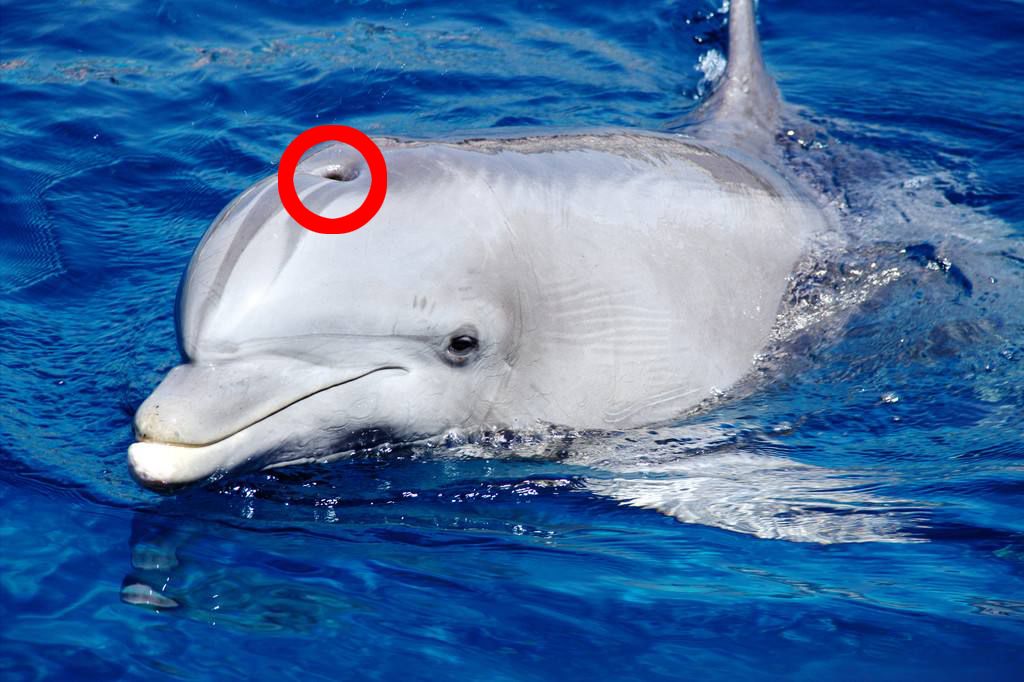 状鼻海豚图片