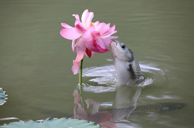 成都生態郫都再現魚吃荷花奇景