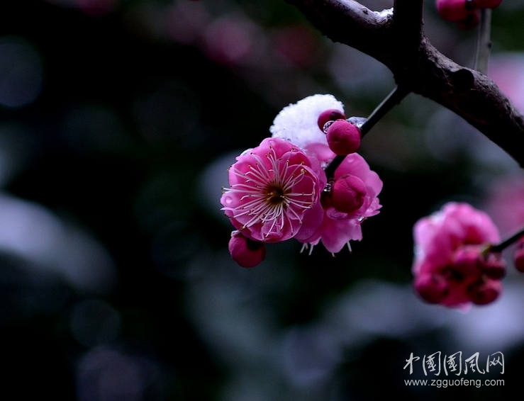 杏雨桃花醉,楊風柳色妍.農家樽對月,二友憶當年.