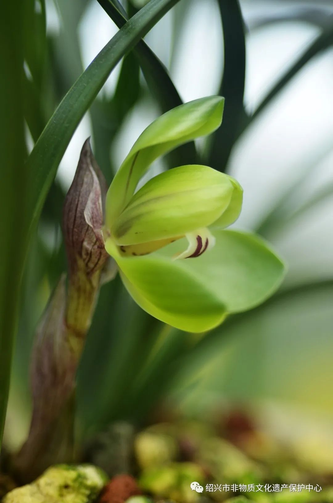 发现非遗之美|绍兴艺兰 · 春兰的鉴赏_兰花
