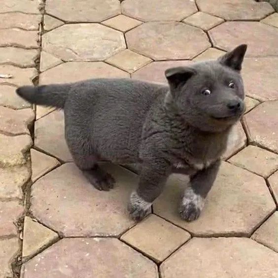 全网都在怀疑这只狗砸的老爸是一只猫