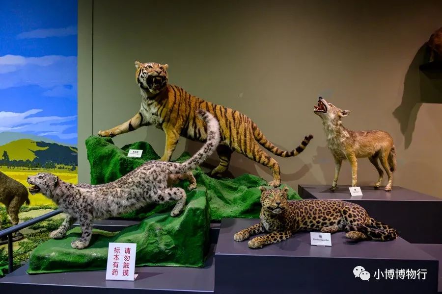 古麟(右),是一千万年前中新世,生活在中国西北部地区的古长颈鹿剑齿虎