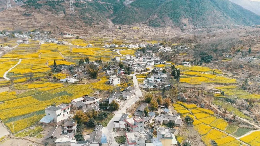 油菜花正开不知不觉中,春回大地,冷碛镇,德威镇等地的油菜花竞相绽放