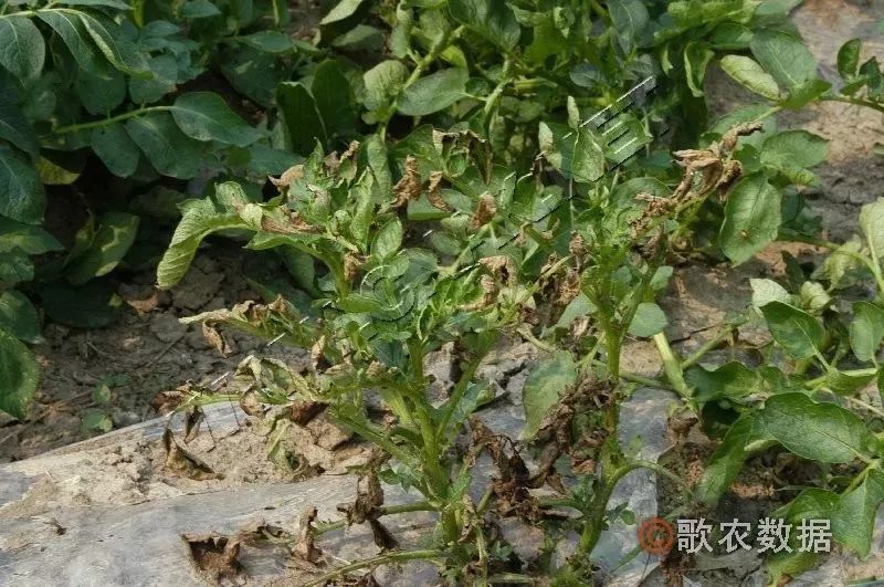 马铃薯疫病的诊断与防控提高马铃薯的产量