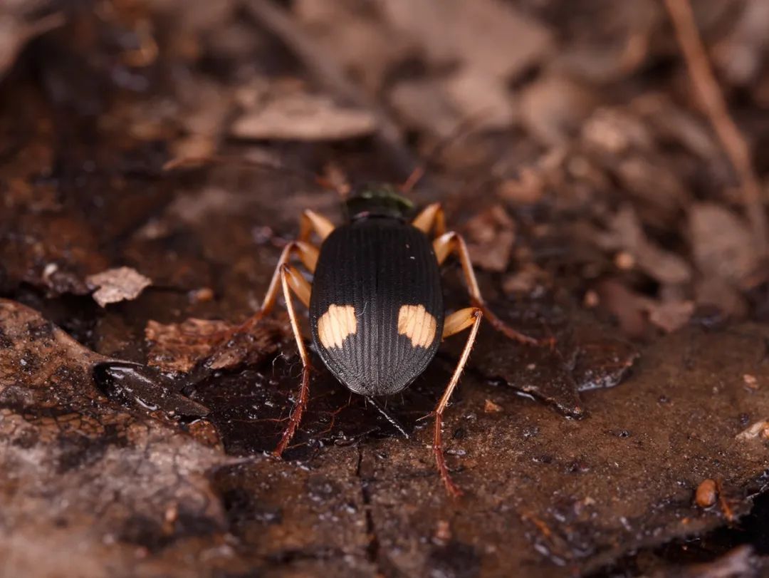冬日里的小动物part1土壤