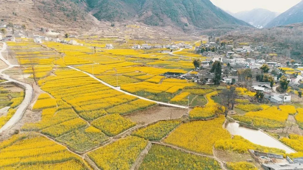 油菜花正开不知不觉中,春回大地,冷碛镇,德威镇等地的油菜花竞相绽放