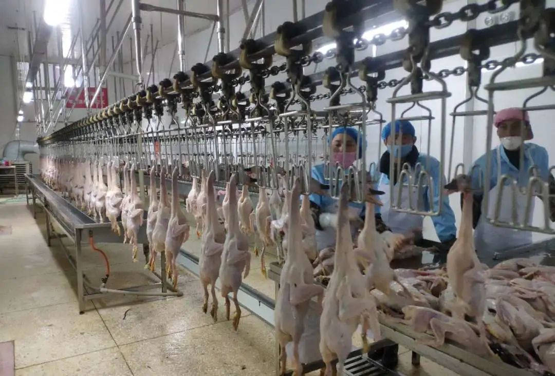 保供防控两不误我省各地正在有序开放活禽交易