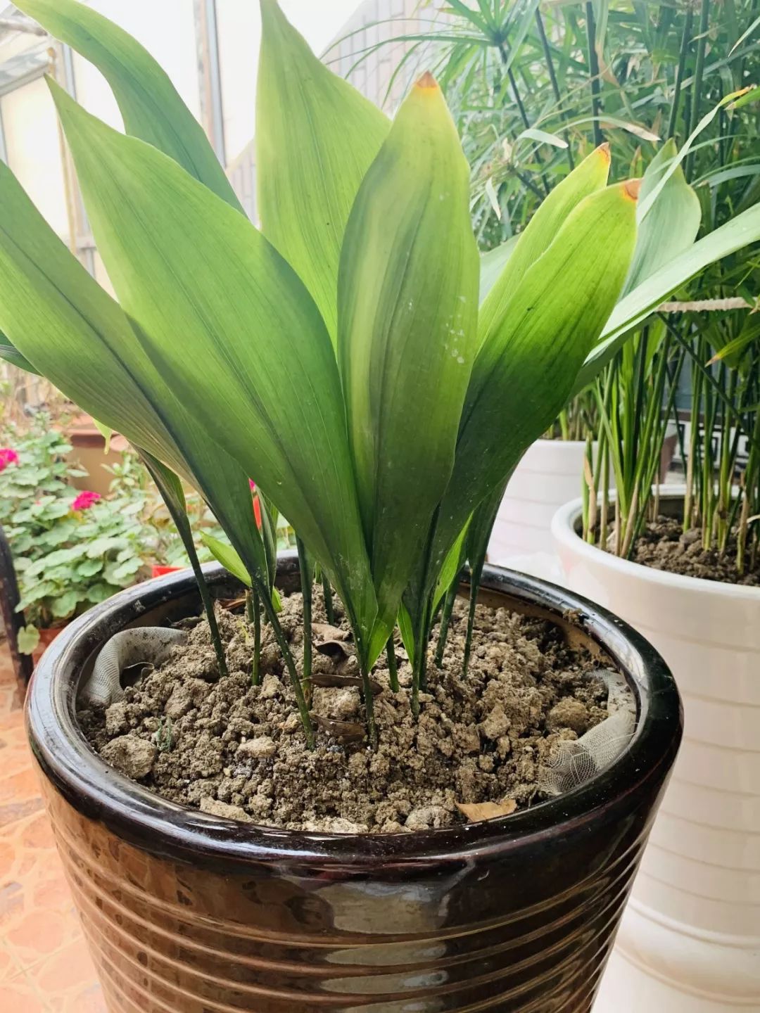 西浦草木三百六十蜘蛛抱蛋