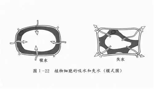 观察植物细胞的吸水和失水06答:叶绿体的形态和分布都有利于接受光照