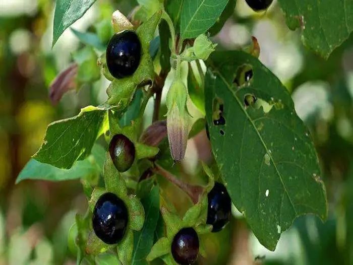 这些植物是真的真的让人兴奋,甚至流口水!_乌头