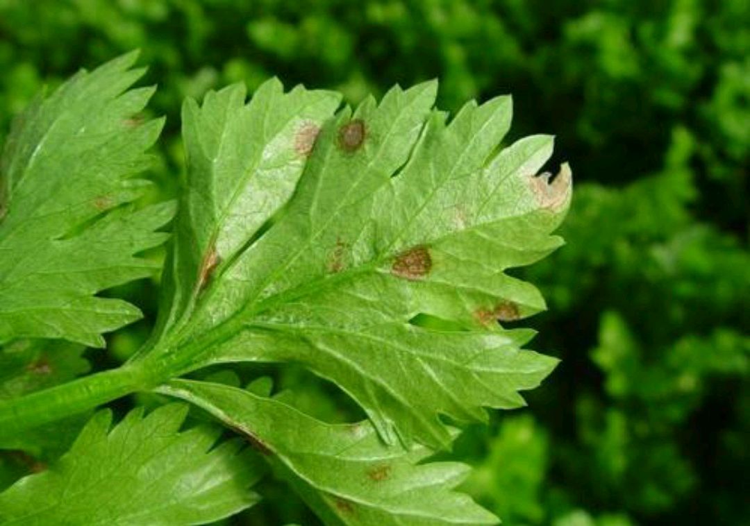 原创种植芹菜发生早疫病要如何防治呢