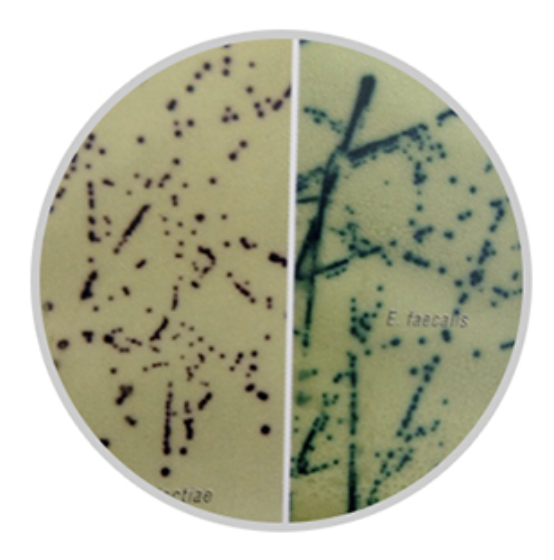 b族链球菌显色培养基第二代