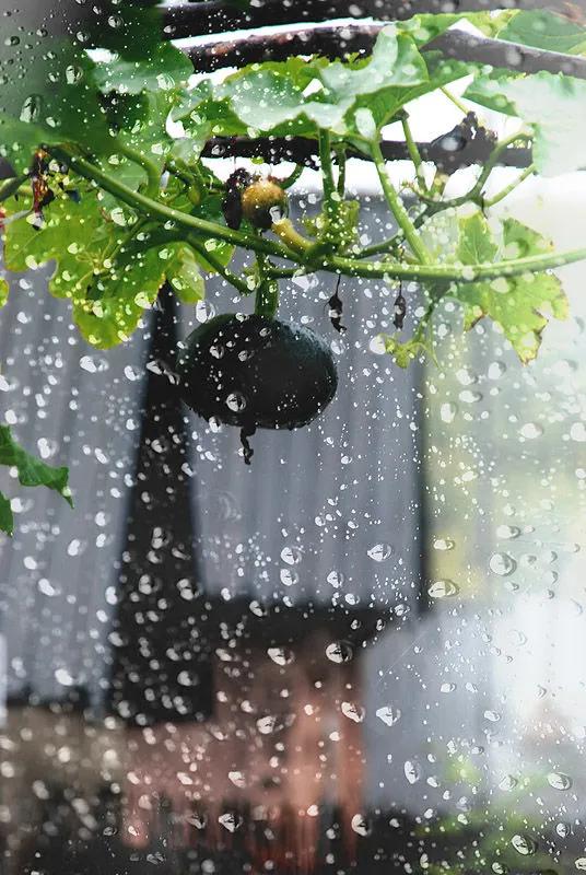 秋雨淅沥-闲情偶寄
