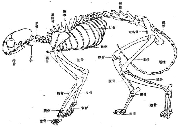 辟谣猫咪脊椎变形与脱臼关系不大情况也许更糟糕