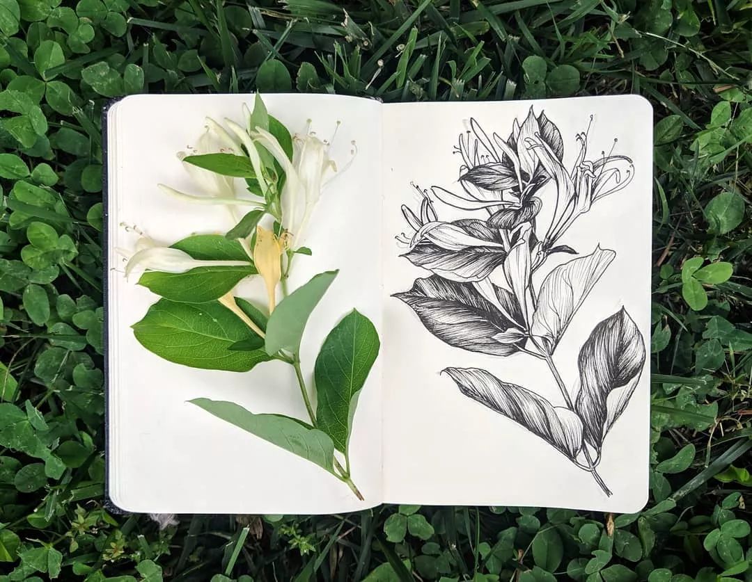 这组花卉素描真美