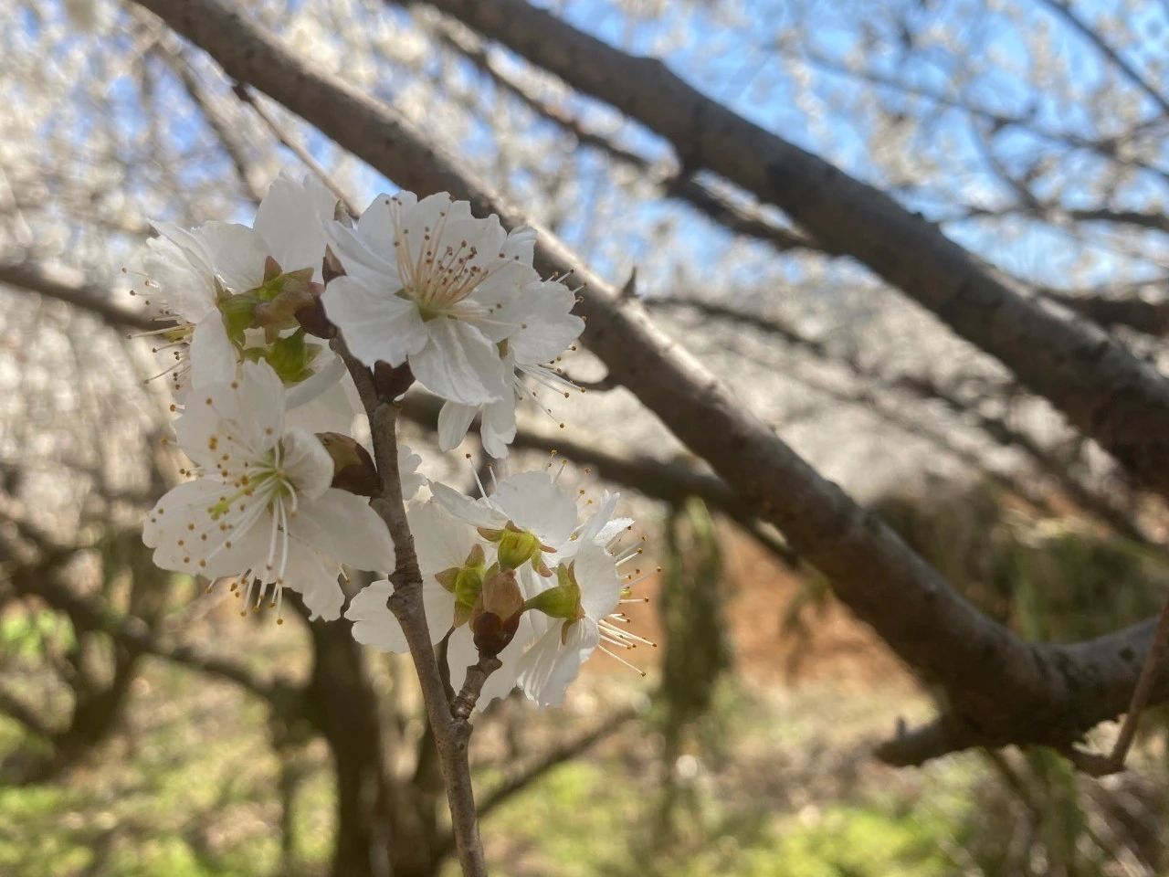 威宁县龙街镇龙河村樱桃花开白胜雪 竞相绽放逐春光