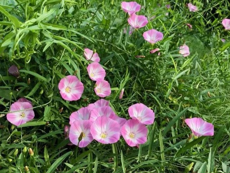 西浦草木(三百五十九)——田旋花