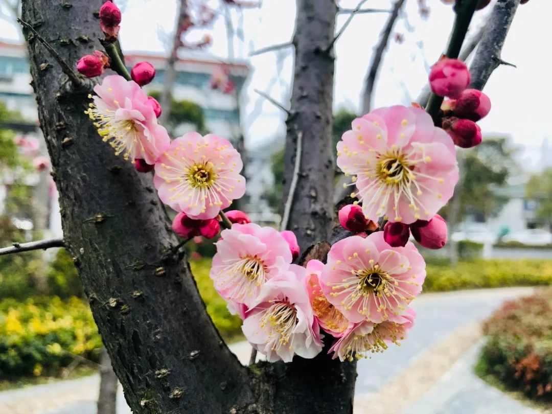 阿拉伯婆婆纳图片粉色图片