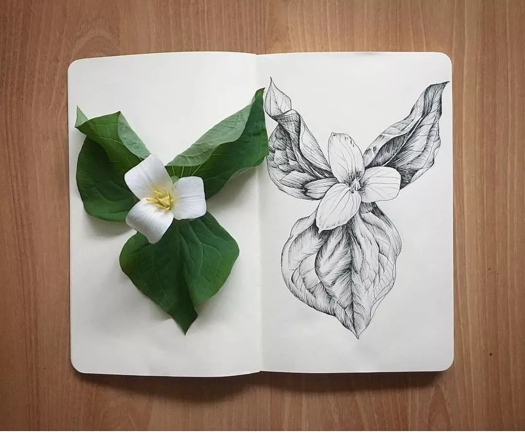 这组花卉素描真美