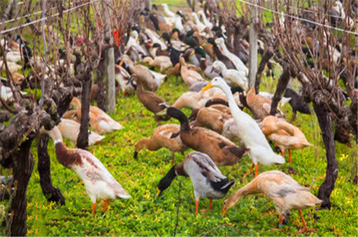 一只鸭子一天可以消灭200多只蝗虫,那么十万只鸭子,一天就能灭掉200万