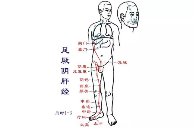 大腿的内侧有肝脾肾三条经络,中间是肝经,靠近正面的是脾经,靠近后面