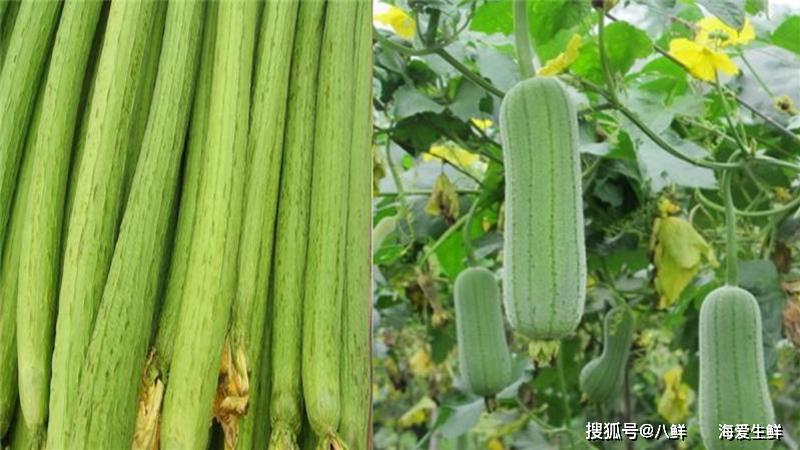 丝瓜变苦毒性强过砒霜别慌吃到后顶多拉拉肚子而已