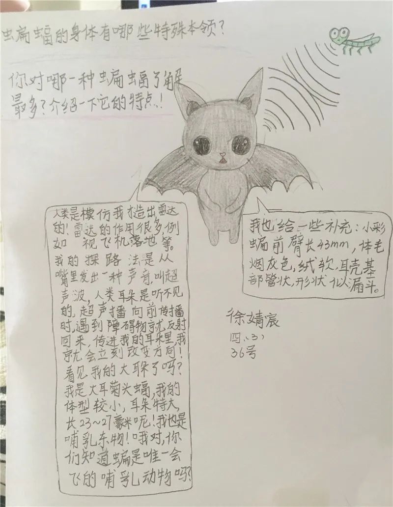 中年级科技实践探究活动"认识蝙蝠"