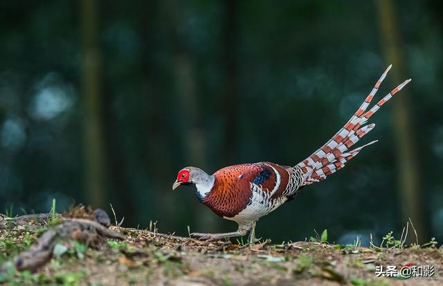 广西这23种国家一级重点保护野生动物你应该会知道