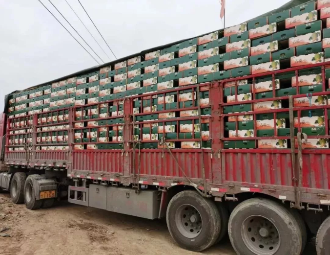 战疫情江苏绿港品牌助农抢运400吨海南哈密瓜