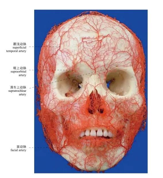 头皮干动脉图片