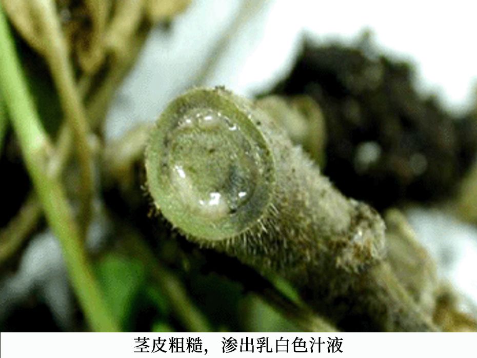 青枯病,顶部叶片最先萎蔫,植株颜色绿色味道像是臭鸡蛋,最多能撑三