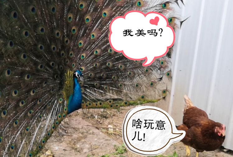句容这只孔雀要火对着母鸡开屏网友单身久了看母鸡都清秀了